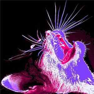 FLAC Mossenek - Old Yelling EP