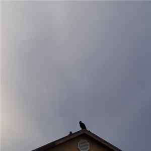 FLAC Padlock - Cloud Seeding // Vultures