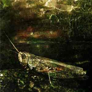 FLAC Jeph Jerman & Five Elements Music - Insecta
