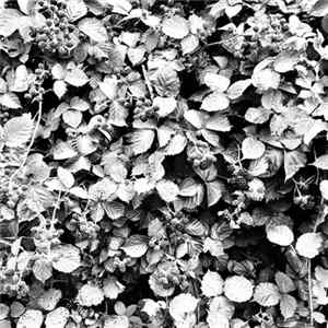 FLAC Striborg - Rubus Fruticosus Entanglement