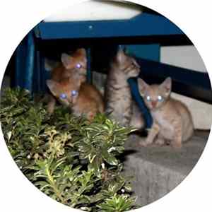 FLAC Oliver Deutschmann - The Cat Crew Cutz