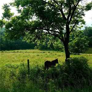 FLAC Milieu - Quebrith & Yarrow