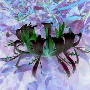 FLAC Skullflower - Bodhiviolence