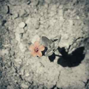 FLAC Dave Dorgan - Such Is Our Condition