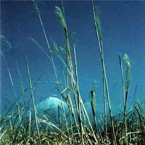 FLAC Various - 極東最前線