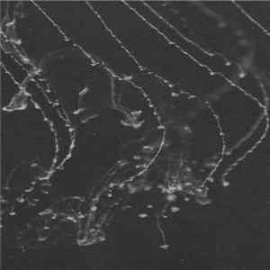 FLAC Nigro - 20XX