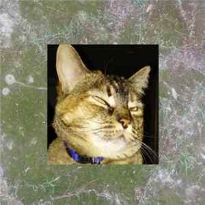 FLAC Catlights - Phaneron