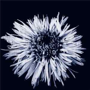 FLAC Chris Fordham - Took A Walk