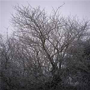 FLAC Mists Of Poveglia - Vinterland
