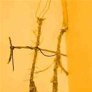 FLAC Minuit De Lacroix - The Parallel Zone