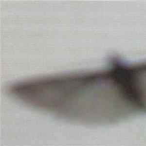 FLAC Ernst Karel, Annette Krebs - Falter 1-5
