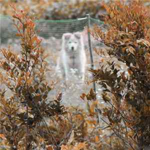 FLAC Jim O'Rourke - Steamroom 35