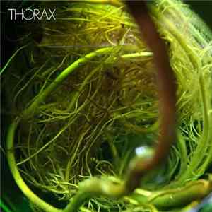 FLAC Thorax - Thorax
