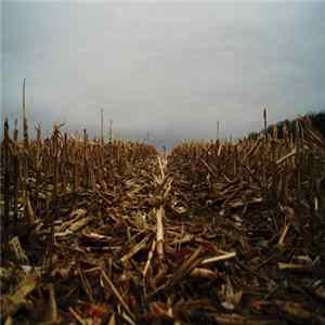 FLAC Vit - The Dry Season