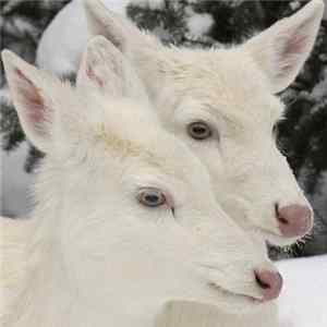 FLAC Albino Deers - Albino Deers