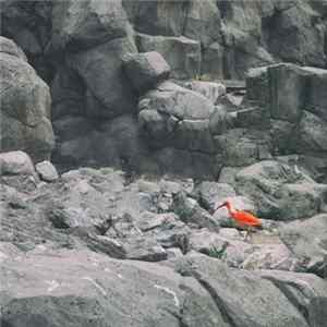 FLAC Inwolves - Color In The Zoo
