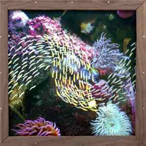 FLAC Quicksails - Mayville Dream