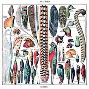 FLAC Ginnels - Plumes