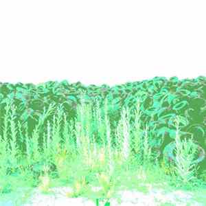 FLAC senselessness - rz